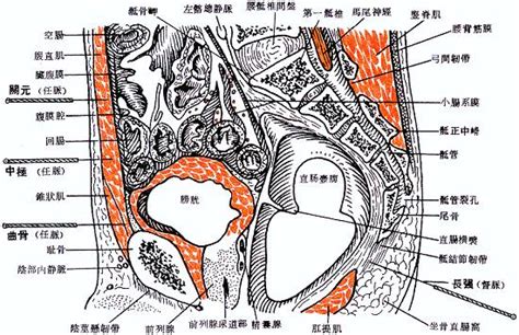 龜尾穴|長強穴位置 